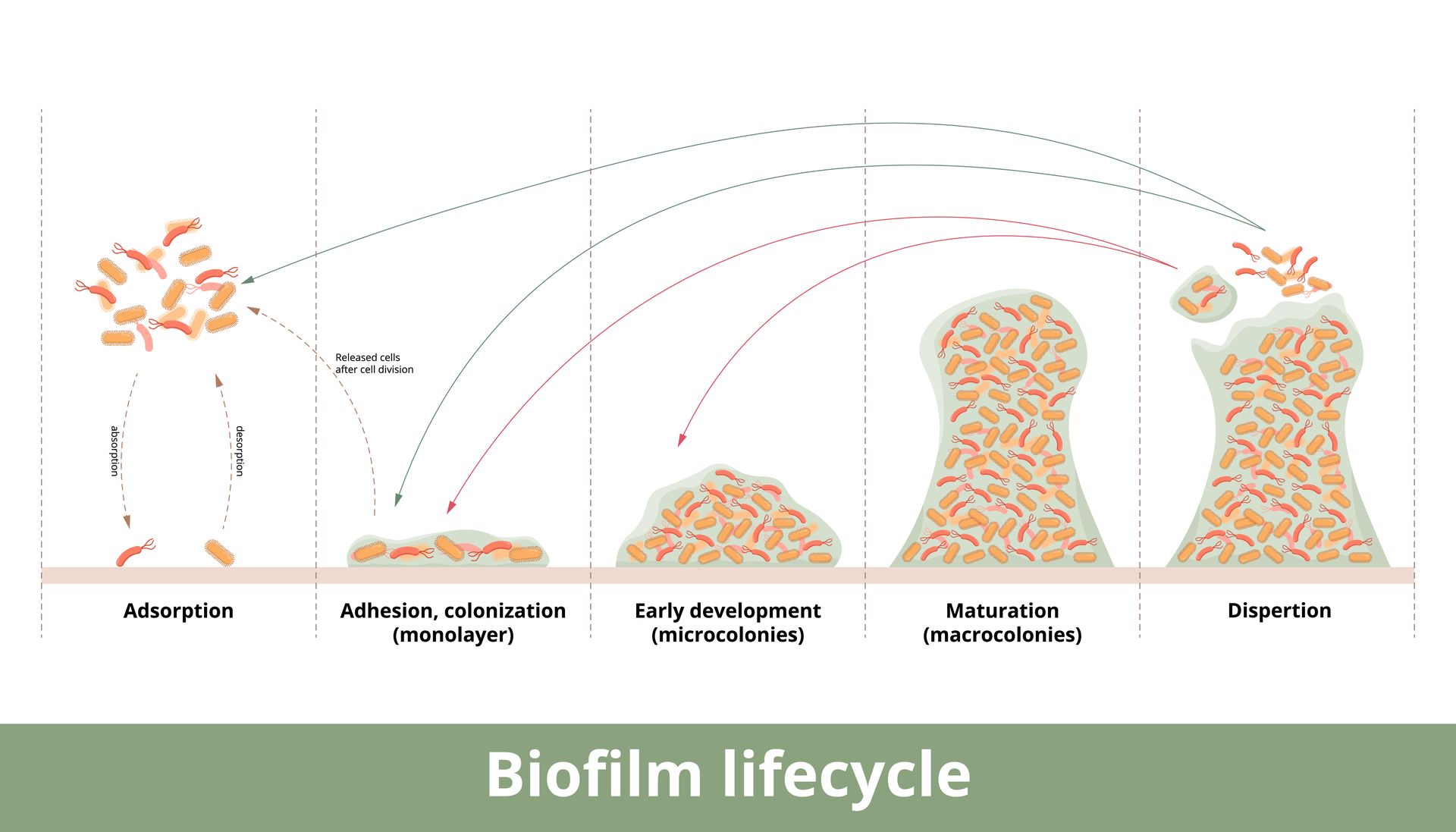 What is Biofilm and what do we do with it? | Durpro